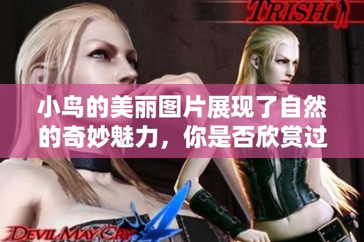 小鸟的美丽图片展现了自然的奇妙魅力，你是否欣赏过这样的风景呢