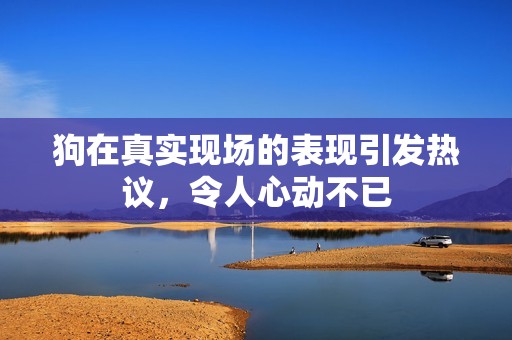 狗在真实现场的表现引发热议，令人心动不已