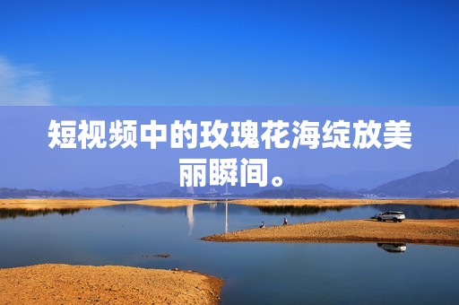 短视频中的玫瑰花海绽放美丽瞬间。